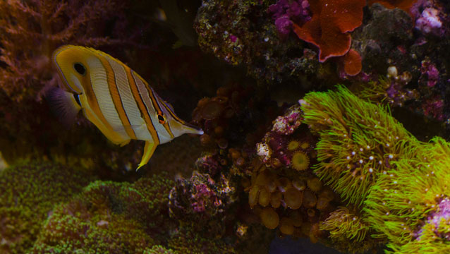 cheap saltwater fish for sale