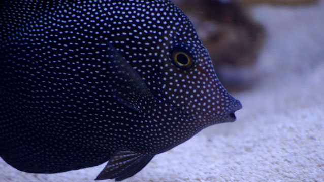 exotic saltwater fish